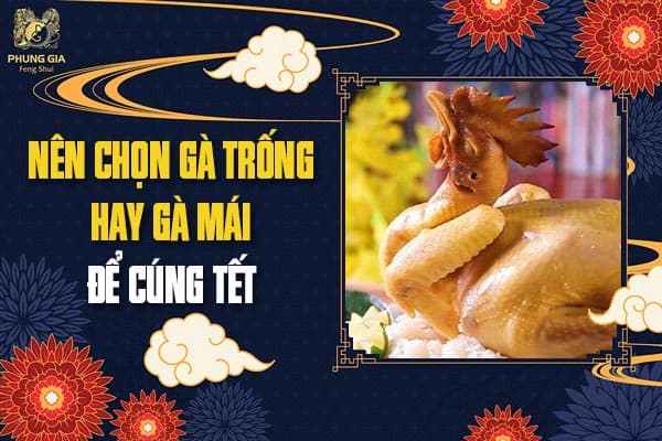 Nên Chọn Gà Trống Hay Gà Mái Để Cúng Tết