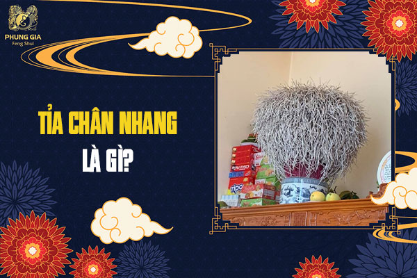 Tỉa Chân Nhang Là Gì
