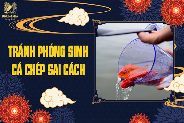 Tránh Phóng Sinh Cá Chép Sai Cách