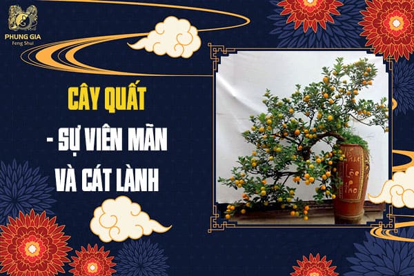 Cây Quất - Sự Viên Mãn Và Cát Lành