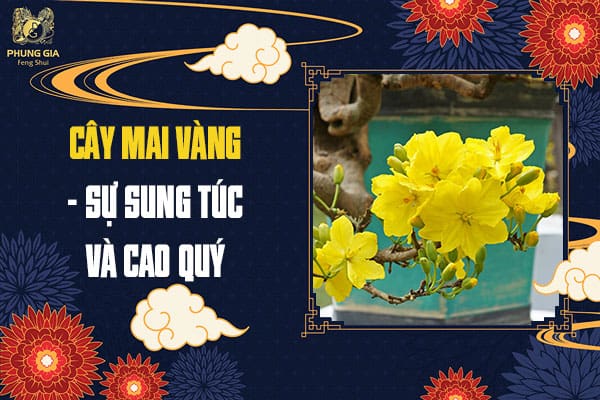 Cây Mai Vàng – Sự Sung Túc Và Cao Quý