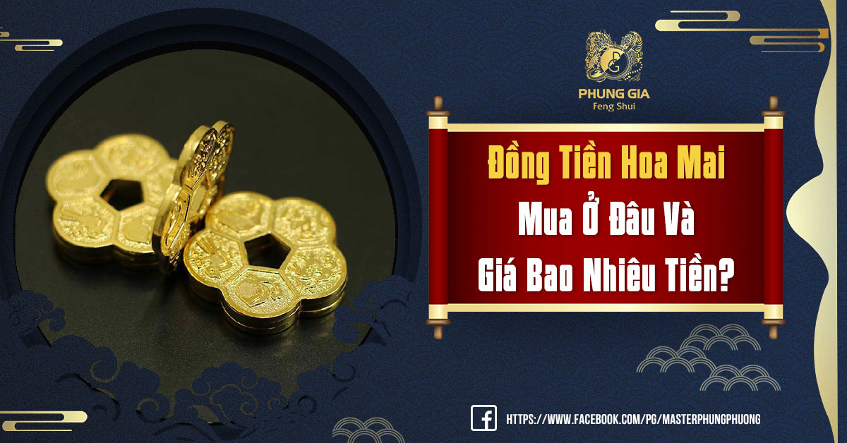 Đồng Tiền Hoa Mai Mua Ở Đâu Và Giá Bao Nhiêu Tiền?