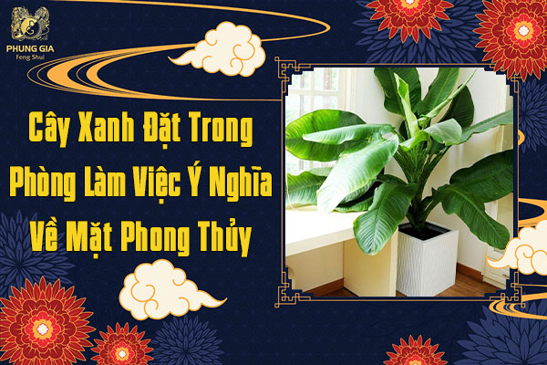 Cây Xanh Đặt Trong Phòng Làm Việc Ý Nghĩa Về Mặt Phong Thủy
