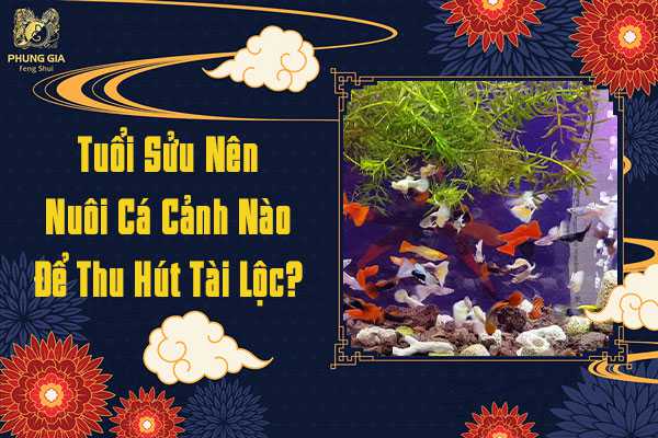Tuổi Sửu Nuôi Cá Cảnh Nào Để Thu Hút Tài Lộc