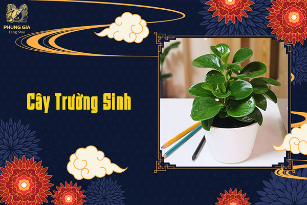 Cây Trường Sinh