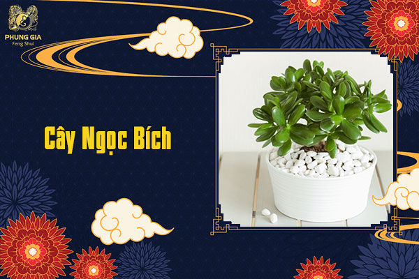 Cây Ngọc Bích