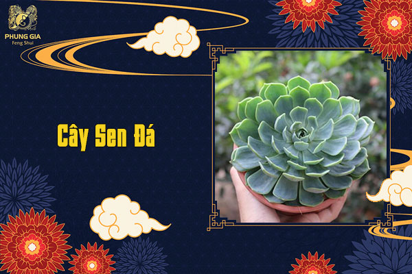 Cây Sen Đá