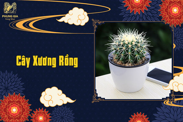 Cây Xương Rồng