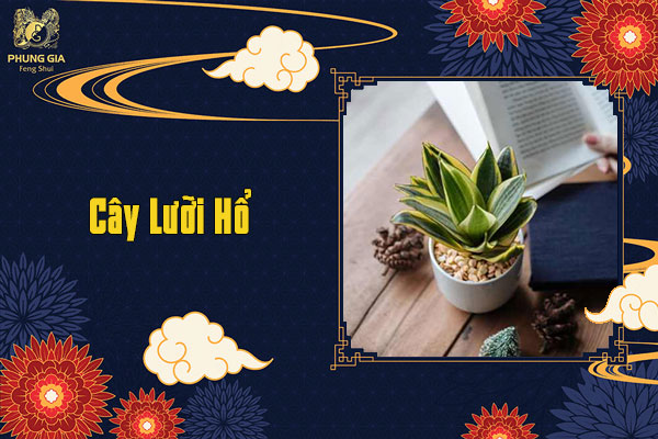 Cây Lưỡi Hổ