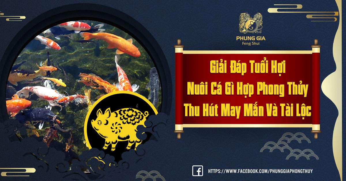 Giải Đáp Tuổi Hợi Nuôi Cá Gì Hợp Phong Thủy Thu Hút May Mắn