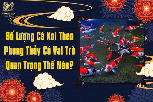 Số Lượng Cá Koi Theo Phong Thủy Có Vai Trò Quan Trọng Thế Nào