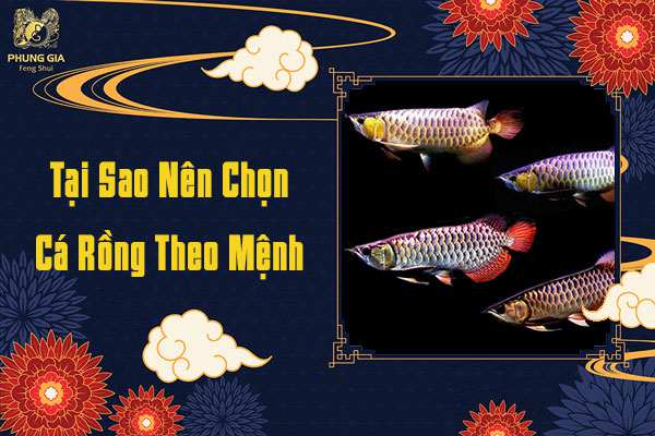 Tại Sao Nên Chọn Cá Rồng Theo Mệnh