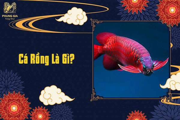 Cá Rồng Là Gì