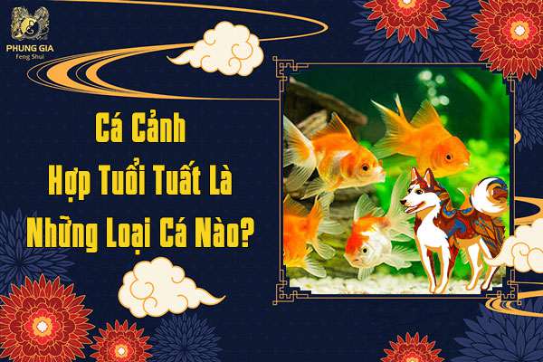 Cá Cảnh Hợp Tuổi Tuất Là Những Loại Cá Nào