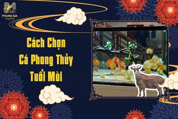 Cách Chọn Cá Cảnh Phong Thủy Tuổi Mùi