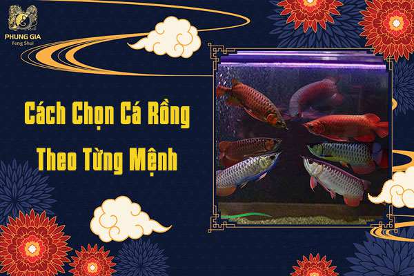 Cách Chọn Cá Rồng Theo Từng Mệnh