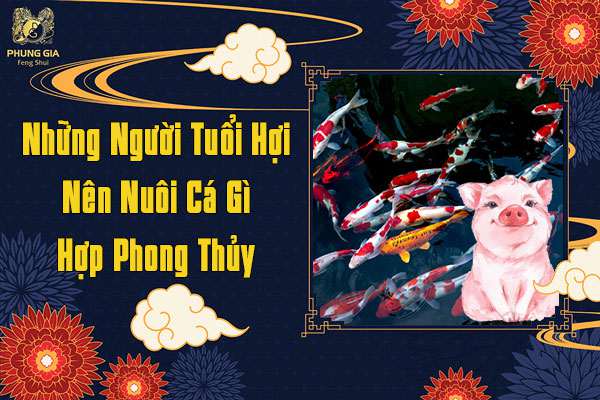 Những Người Tuổi Hợi Nên Nuôi Cá Phong Thủy Gì
