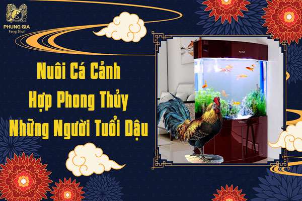 Nuôi Cá Cảnh Hợp Phong Thủy Tuổi Dậu