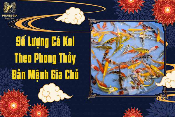 Số Lượng Cá Koi Bản Mệnh Gia Chủ