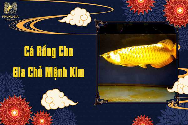 Cá Rồng Cho Gia Chủ Mệnh Kim