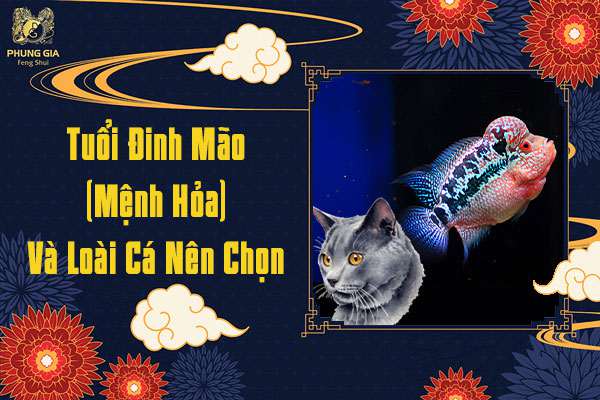 Tuổi Đinh Mão Nuôi Cá Gì
