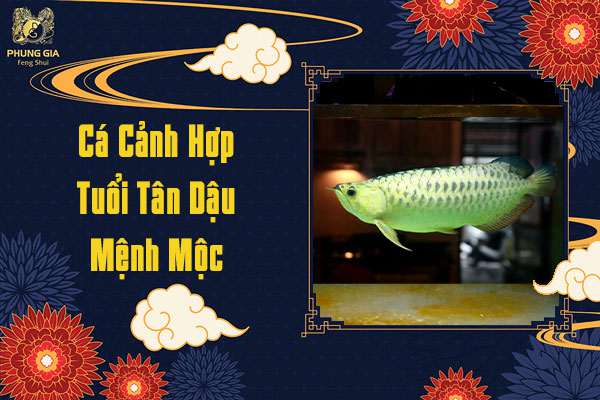 Cá Cảnh Hợp Tuổi Tân Dậu