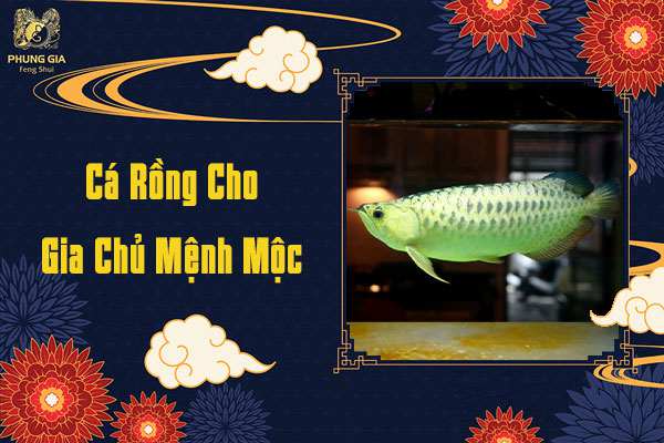 Cá Rồng Cho Gia Chủ Mệnh Mộc