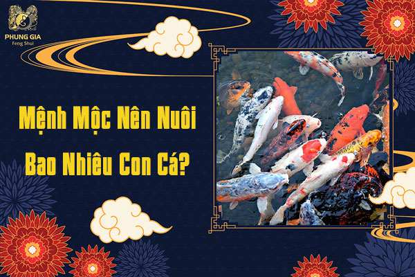 Mệnh Mộc Nuôi Cá Bao Nhiêu Con