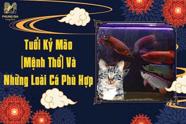 Tuổi Kỷ Mão Nuôi Cá Gì