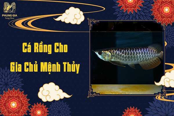 Cá Rồng Cho Người Mệnh Thủy