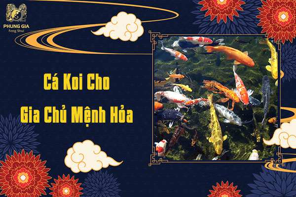 Cá Koi Cho Người Mệnh Hỏa