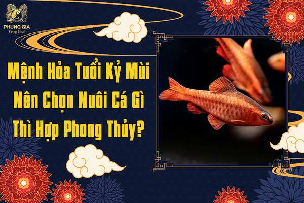 Gia Chủ Mệnh Hỏa Tuổi Kỷ Mùi Nên Nuôi Cá Gì Hợp Phong Thủy