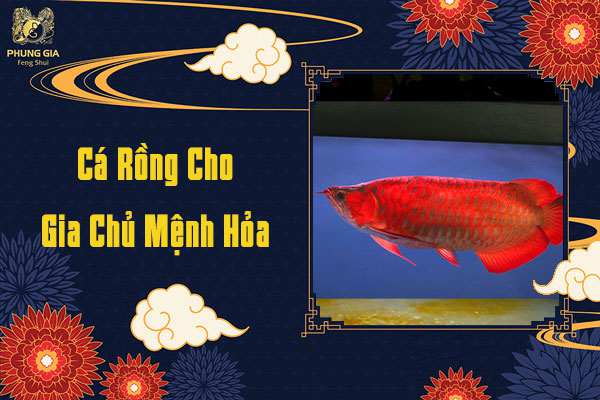 Cá Rồng Cho Gia Chủ Mệnh Hỏa