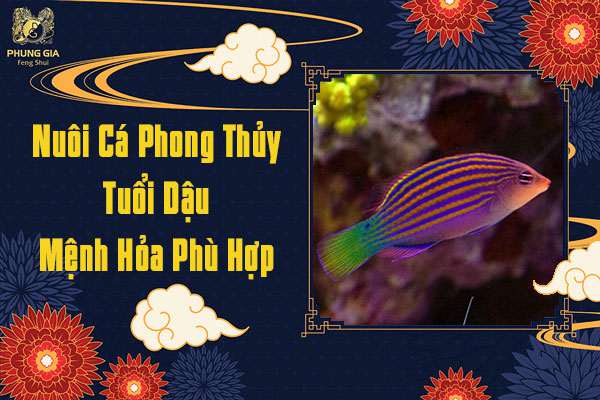 Nuôi Cá Phong Thủy Cho Người Tuổi Dậu Thuộc Mệnh Hỏa