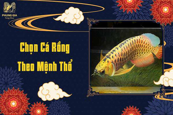 Gia Chủ Mệnh Thổ Chọn Cá Rồng Gì