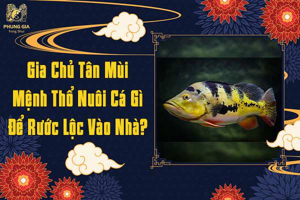 Gia Chủ Tân Mùi Mệnh Thổ Nên Nuôi Cá Gì