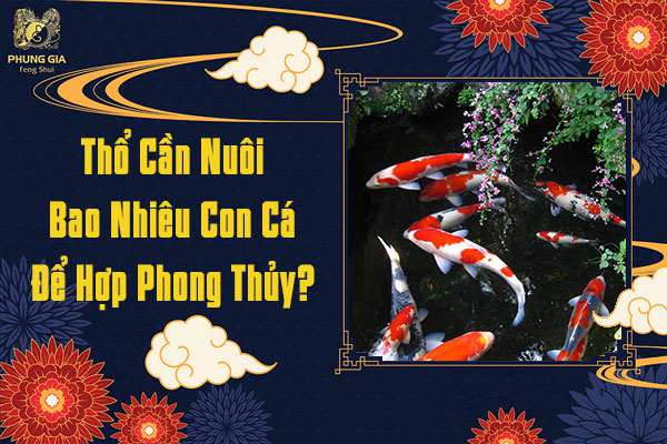 Mệnh Thổ Cần Nuôi Bao Nhiêu Cá Koi