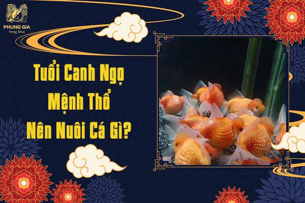 Tuổi Canh Ngọ Nên Nuôi Cá Gì