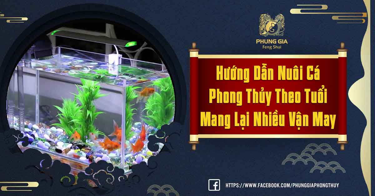 Hướng Dẫn Nuôi Cá Phong Thủy Theo Tuoior Mang Lại Tài Lộc