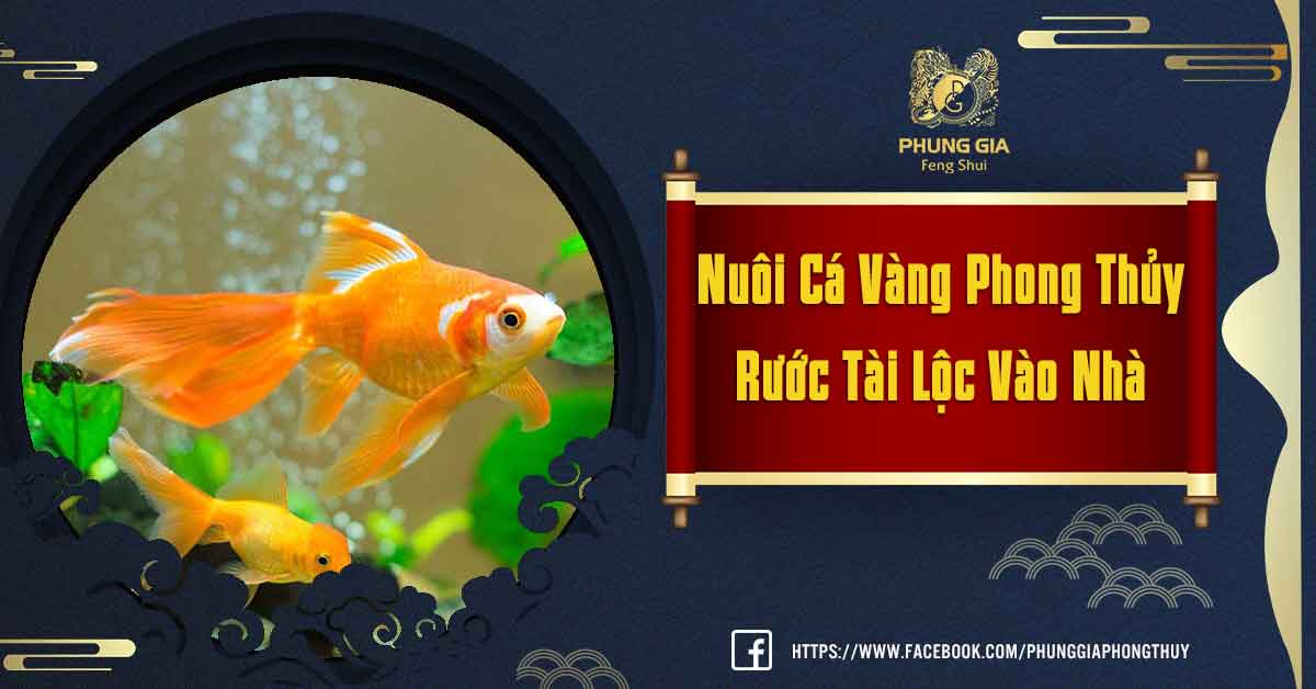 Nuôi Cá Vàng Phong Thủy Rước Tài Lộc