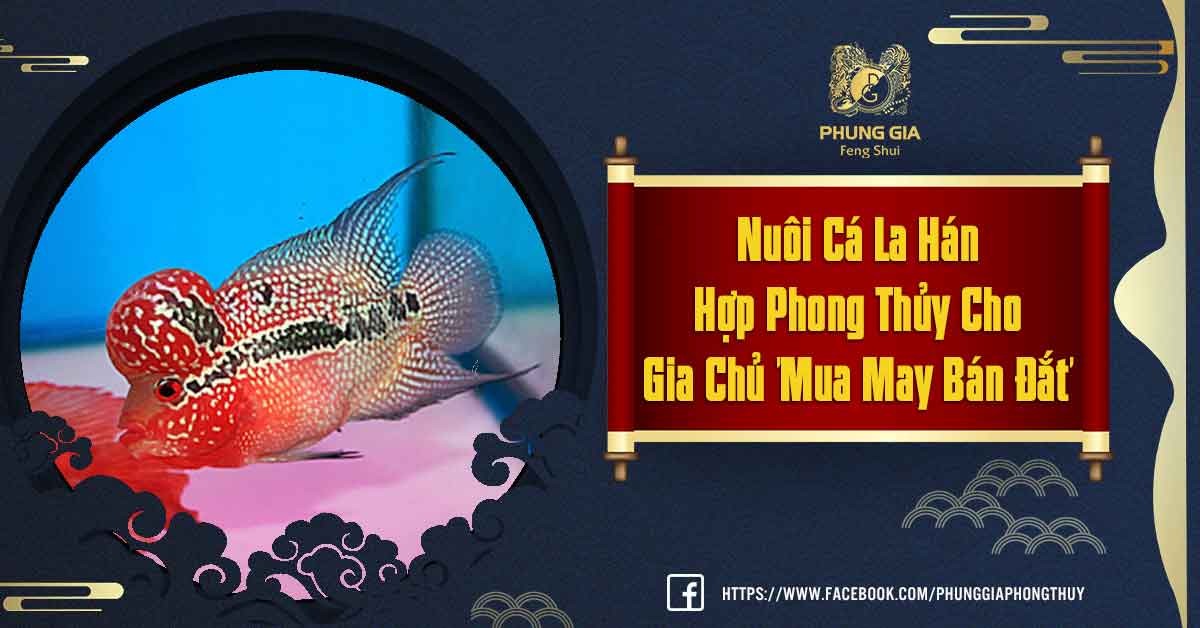 Nuôi Cá La Hán Phong Thủy
