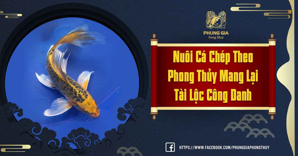 Nuôi Cá Chép Phong Thủy