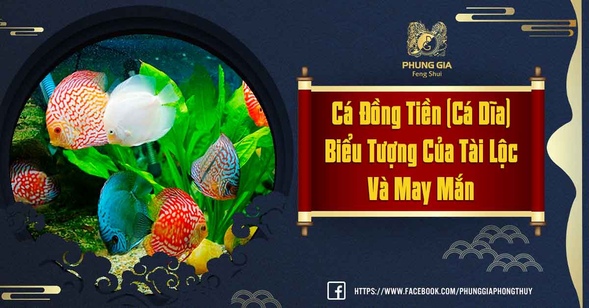 Nuôi Cá Dĩa Phong Thủy