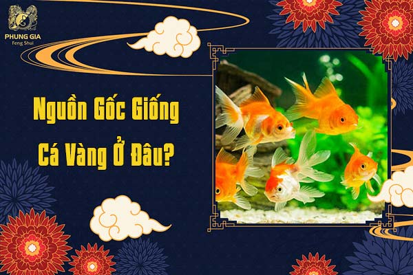 Nguồn Gốc Giống Cá Vàng Ở Đâu