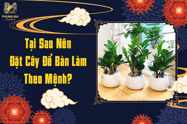 Tại Sao Nên Đặt Cây Để Bàn Làm Việc Theo Mệnh