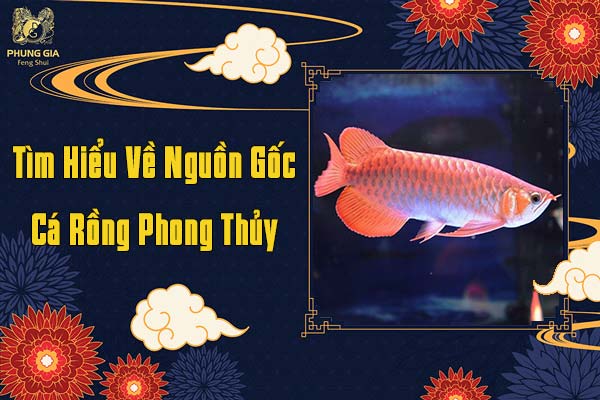 Nguồn Gốc Cá Rồng Phong Thủy