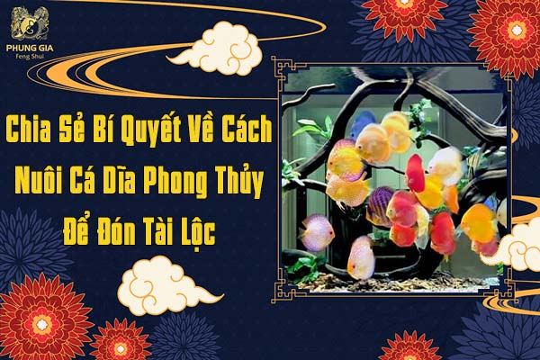 Chia Sẻ Bí Quyết Về Cách Nuôi Cá Dĩa Phong Thủy Để Đón Tài Lộc