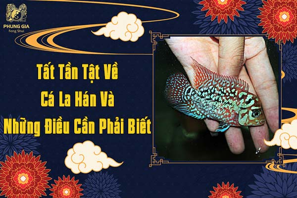 Những Điều Cần Biết Về Cá La Hán Phong Thủy