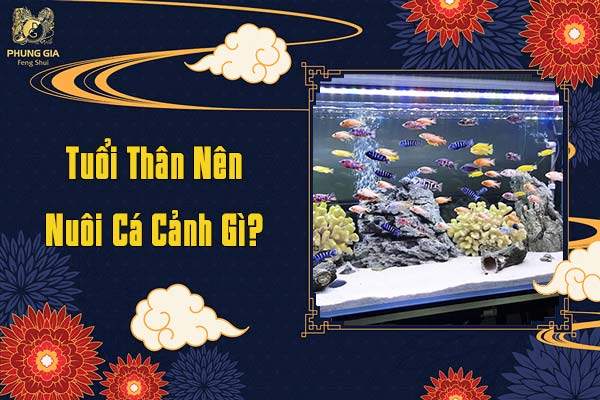 Tuổi Thân Nên Nuôi Cá Cá Cảnh Gì