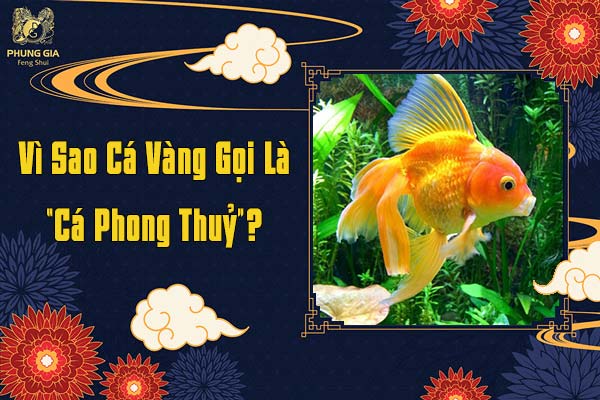 Vì Sao Cá Vàng Gọi Là Cá Phong Thủy